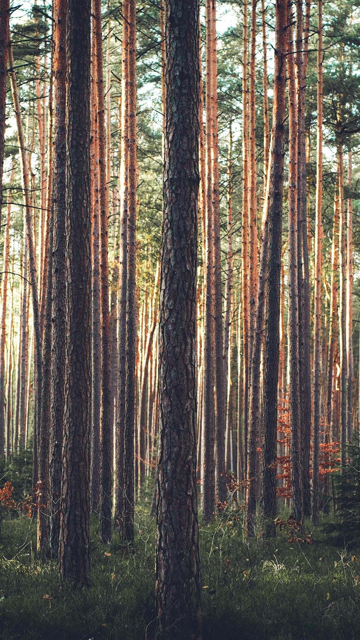 1242x2208 wood tree mountain summer nature green