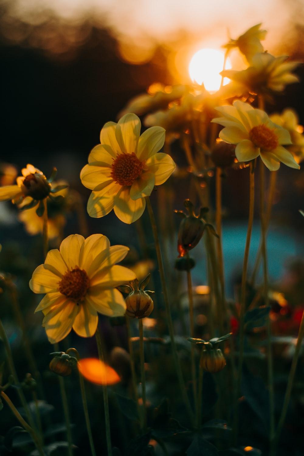 1000x1500 Autumn Flower Picture. Download Free Image