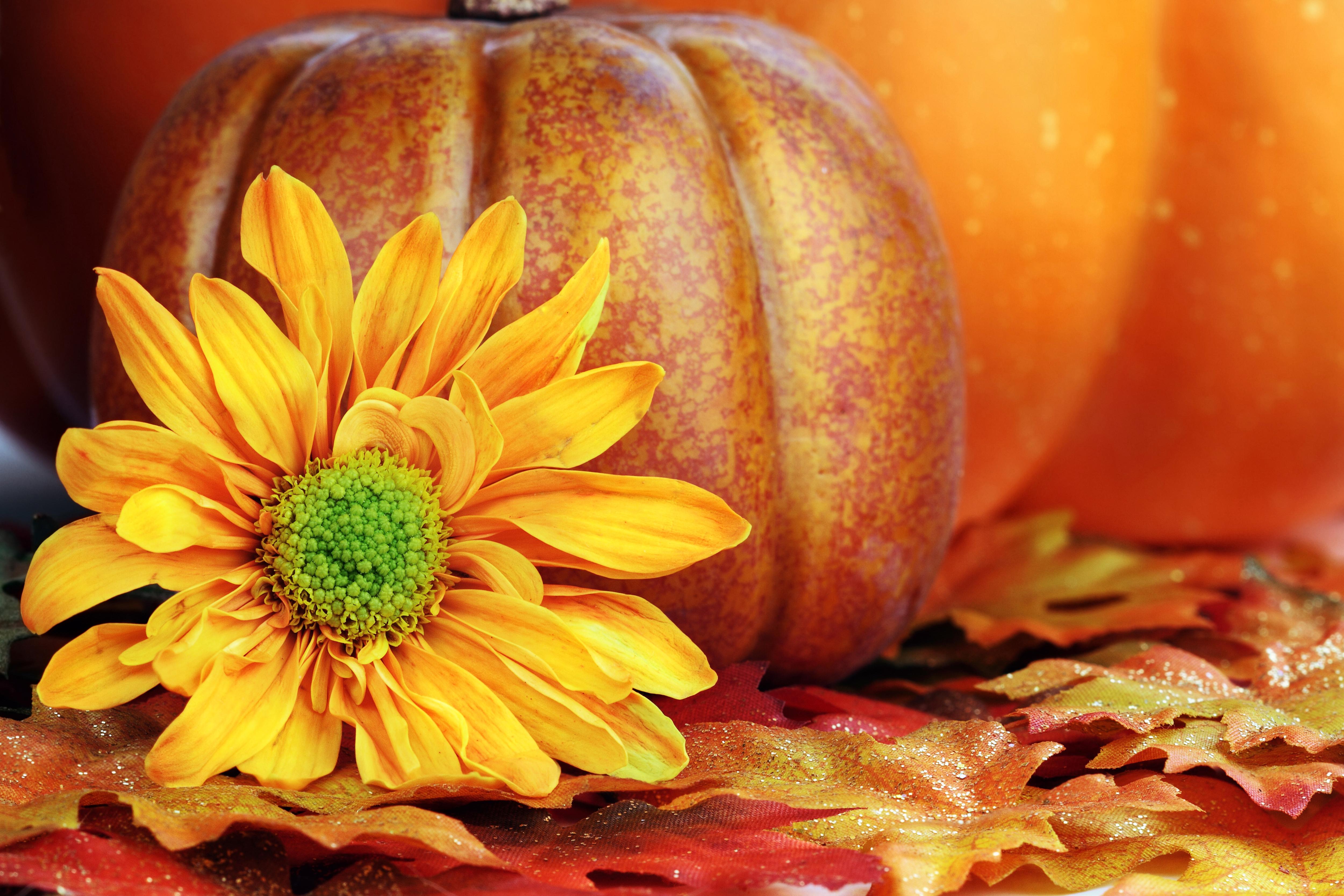 5000x3334 Autumn Background with Pumpkin and Flower​-Quality Free Image and Transparent PNG Clipart