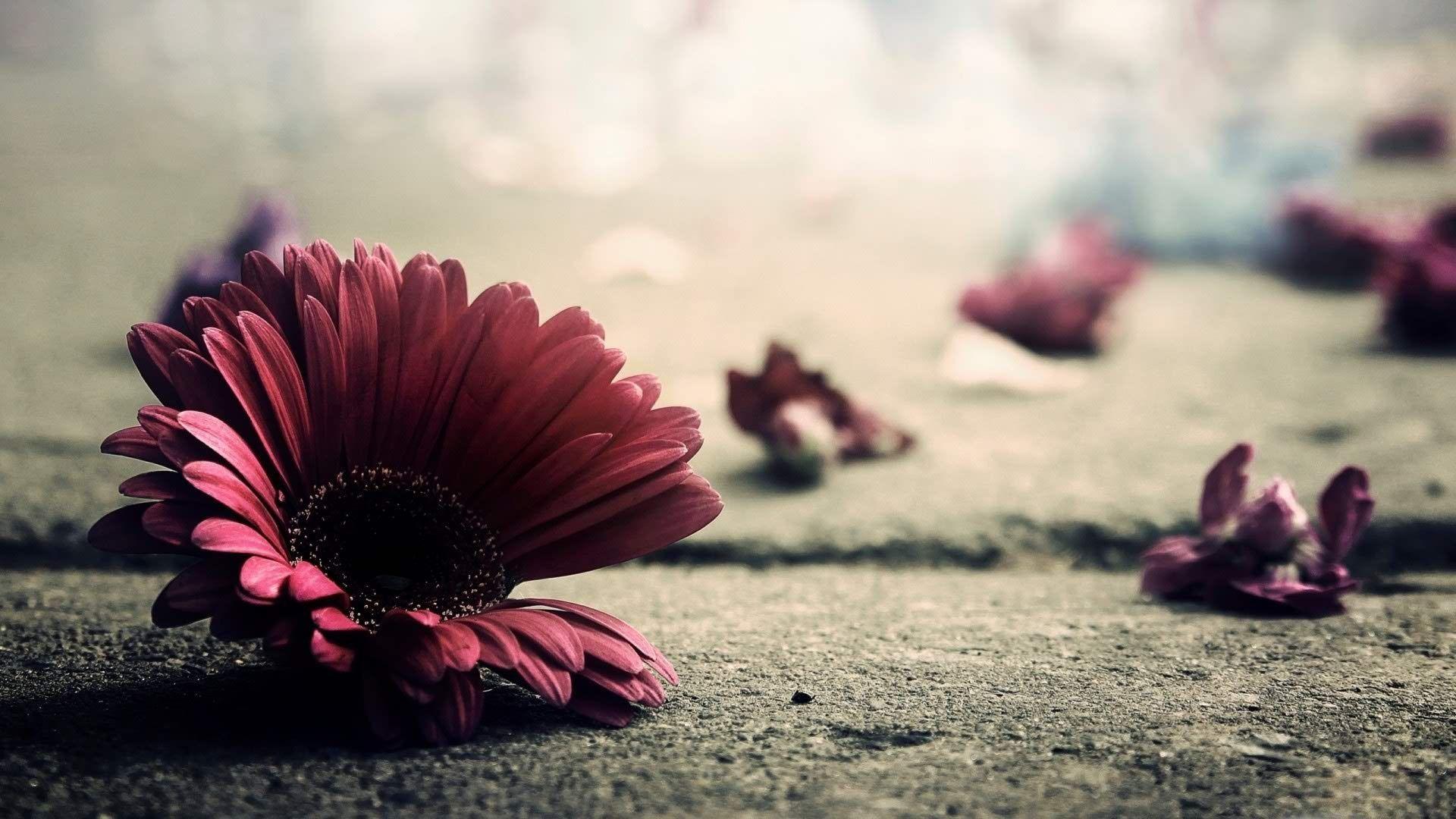 1920x1080 Vintage Autumn Flowers Desktop Wallpaper, HD Vintage Autumn Flowers Desktop Background