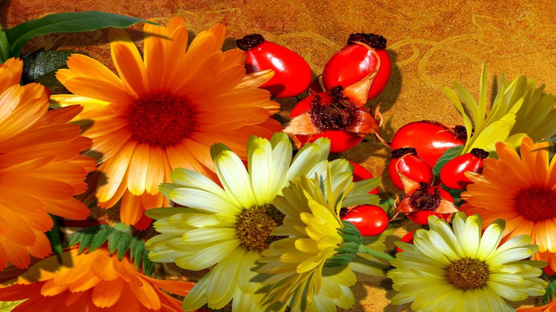 1920x1080 Autumn, Flowers Gerber Orange, Yellow, Red Rose Hip HD Wallpaper :