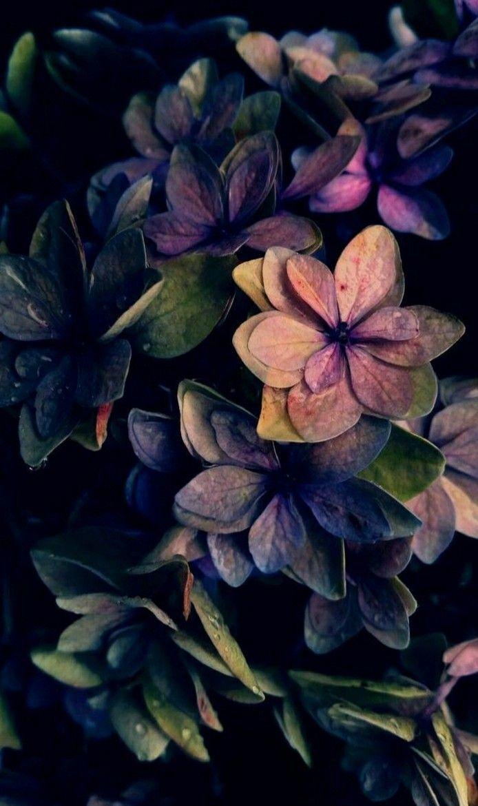 694x1170 Beautiful Autumn colours. Floral wallpaper, Flower wallpaper, Flower aesthetic