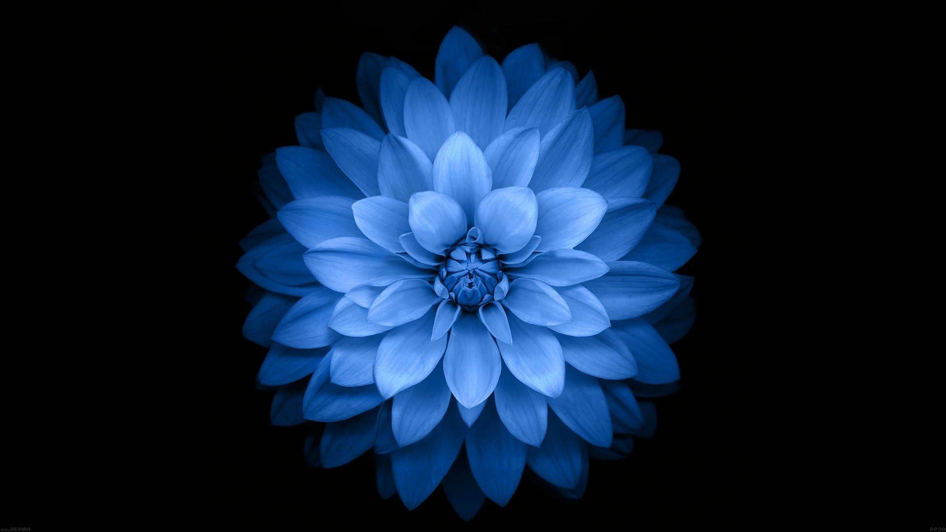 1920x1080 Blue Dahlia HD Wallpaper