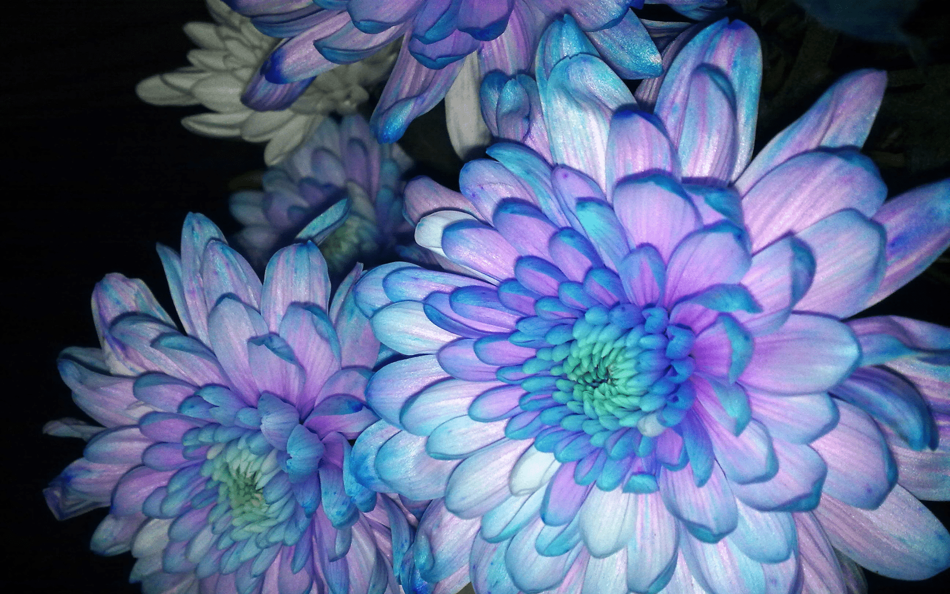 1920x1200 Blue and Purple Dahlias HD Wallpaper