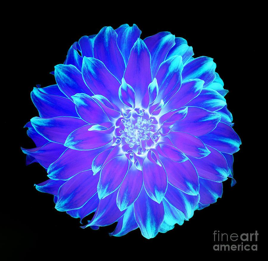 900x877 Vibrant blue and turquoise dahlia on black background Photograph
