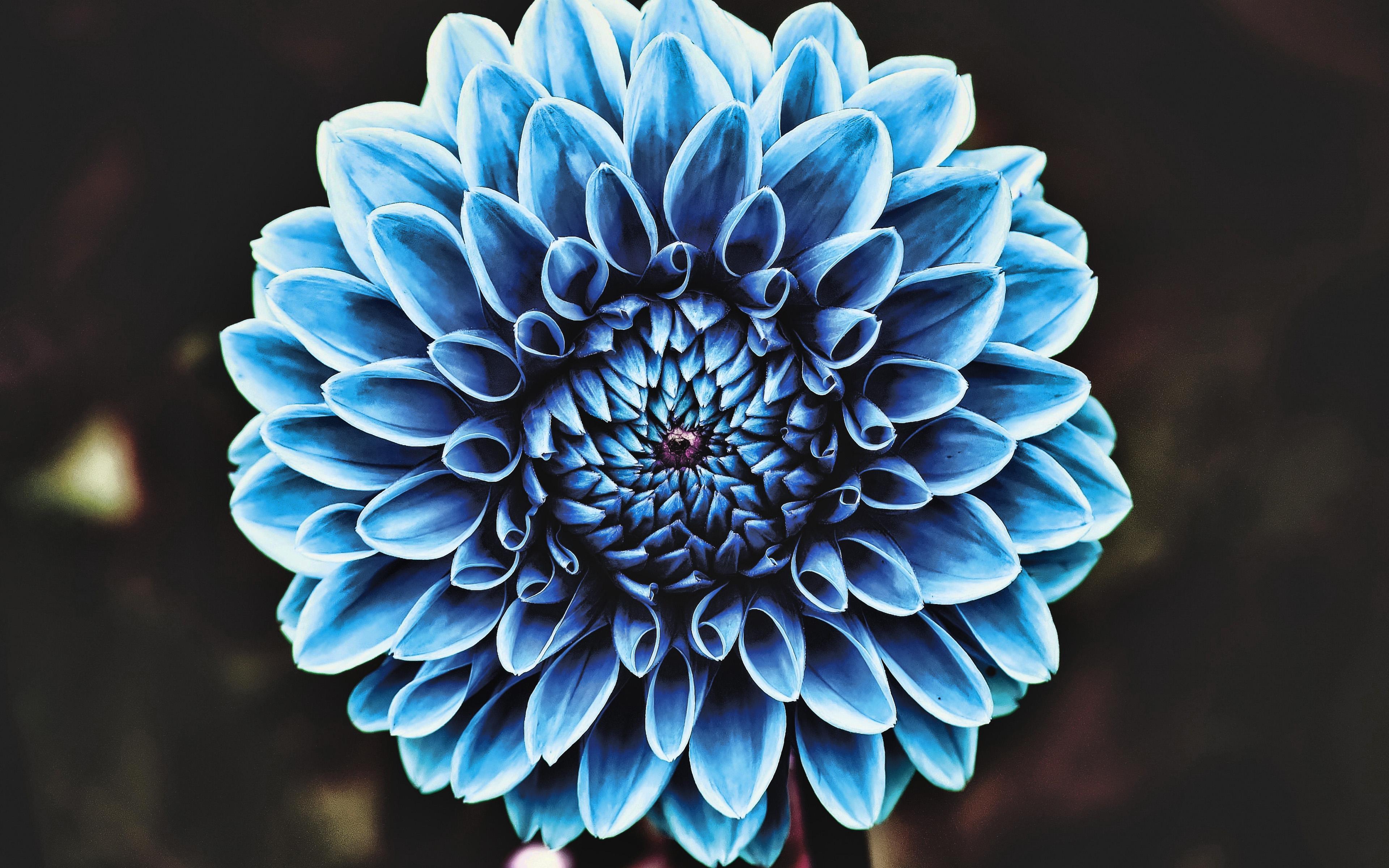 3840x2400 Download Wallpaper Blue Dahlia, 4k, Close Up, Bokeh, Blue Flowers, Dahlia, Blue Bud, Asteraceae For Desktop With Resolution 3840x2400. High Quality HD Picture Wallpaper