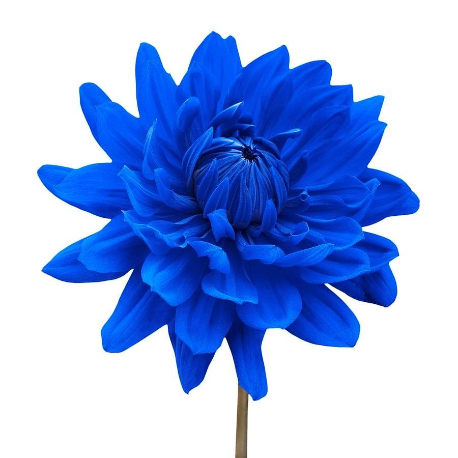 900x900 Blue dahlia flower white background photograph blue dahlia?m=1364746538 Desktop Background