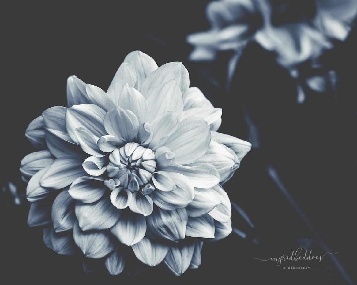 1166x933 Flower Photography: Dusty Blue Dahlia. Ingrid Beddoes Photography
