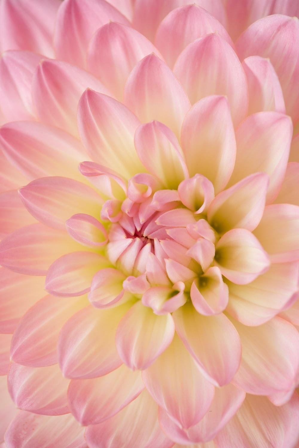 1000x1494 pink dahlia in bloom photo