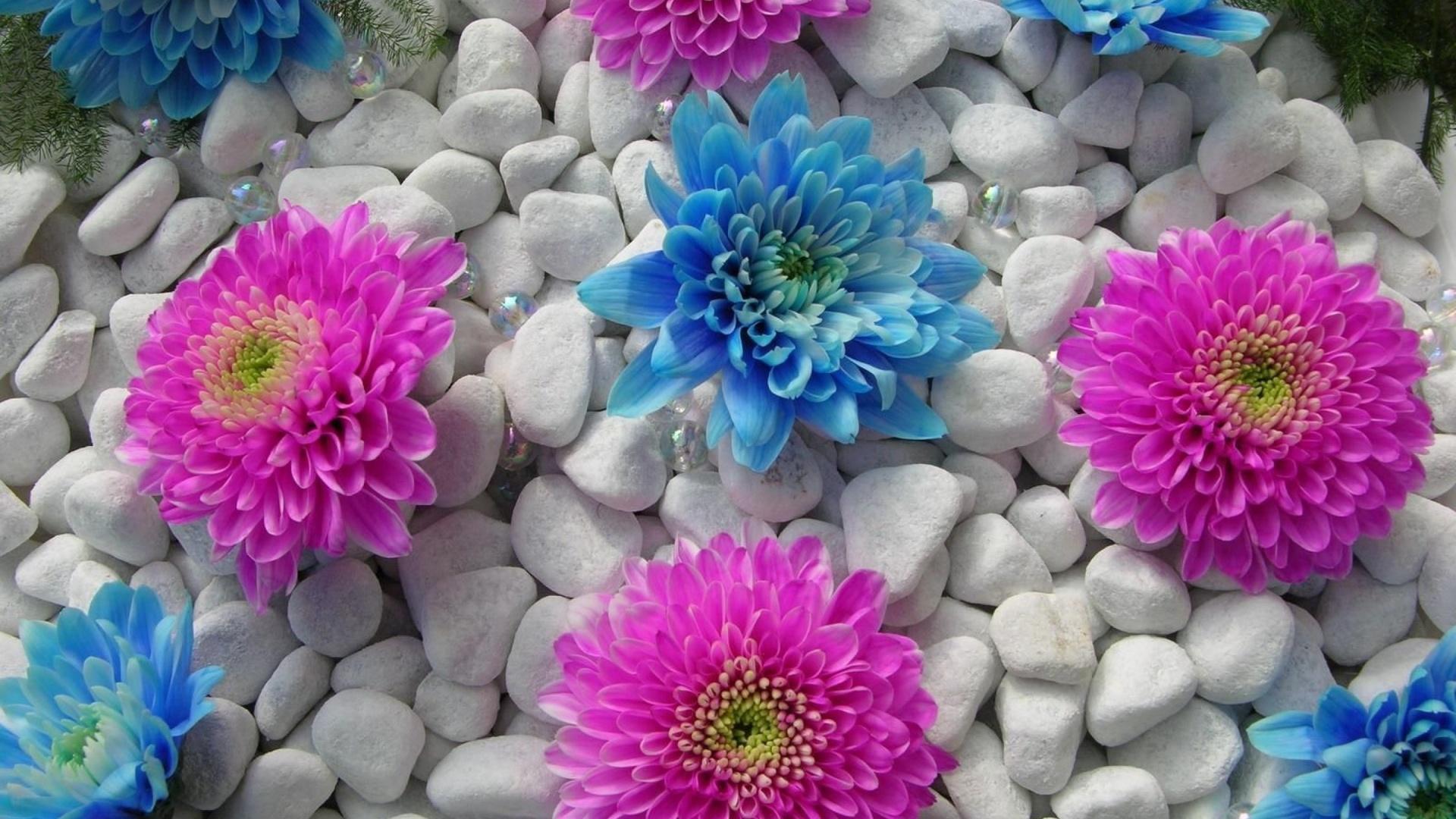 1920x1080 Wallpaper Dahlias Flower With White Stone Wallpaper Flowers Wallpaper HD
