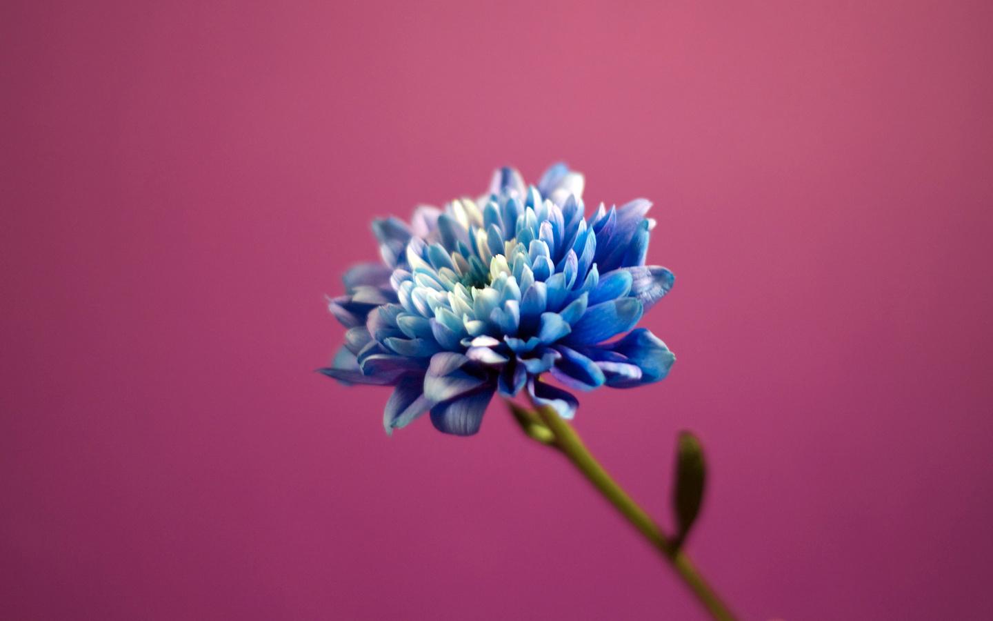 1440x900 Download Wallpaper Unique Blue Dahlia (1440x900). The Wallpaper, photo