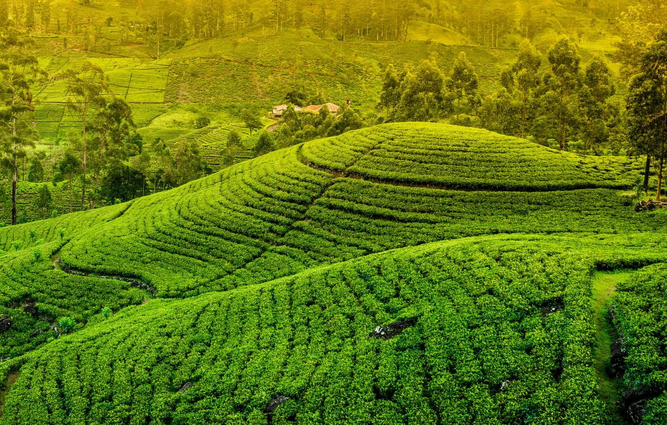 Sri Lanka Nature Wallpapers - Top Free Sri Lanka Nature Backgrounds ...