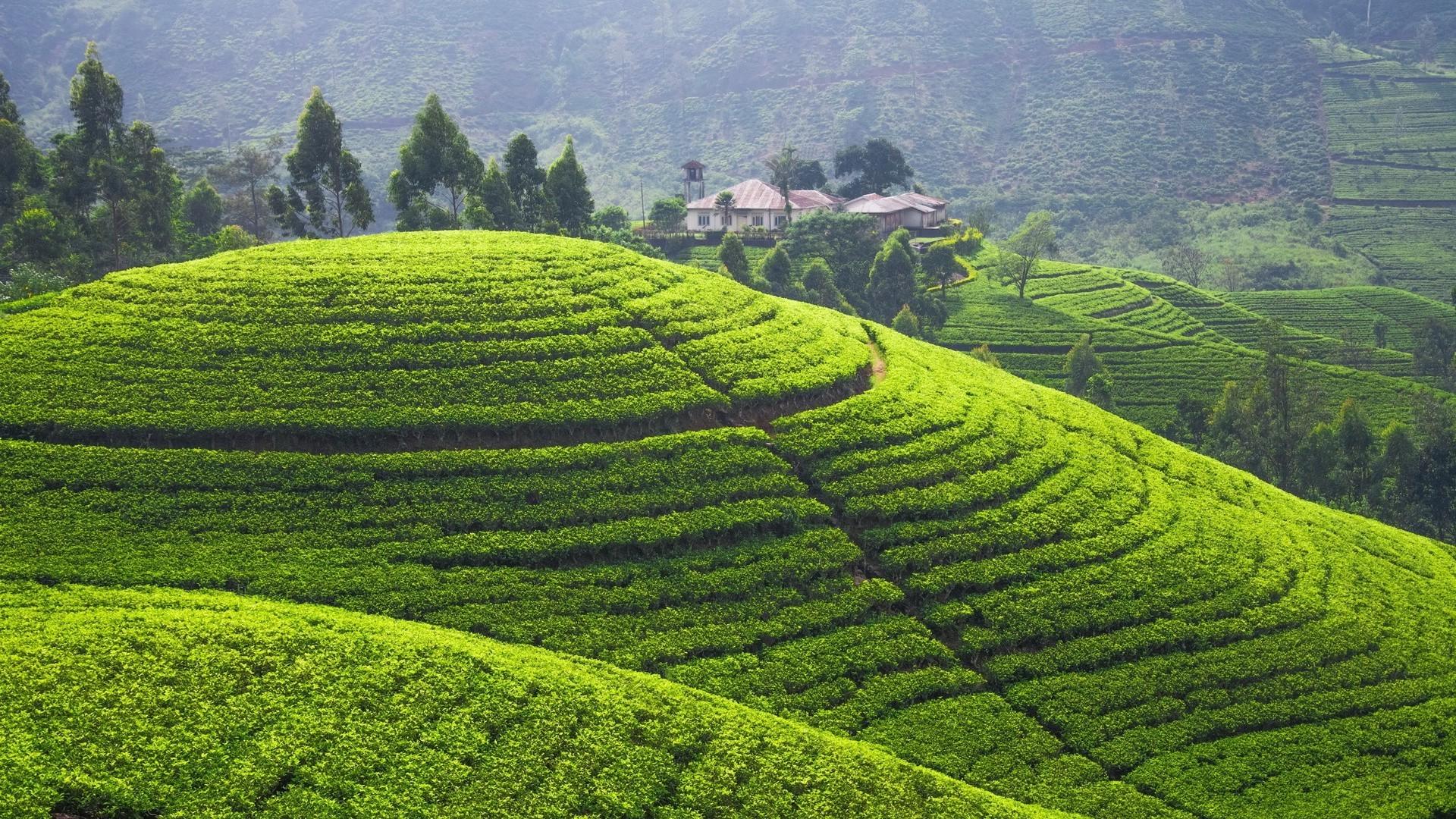 1920x1080 1920x1080 landscape hill field terraced field sri lanka wallpaper JPG 1044 kB