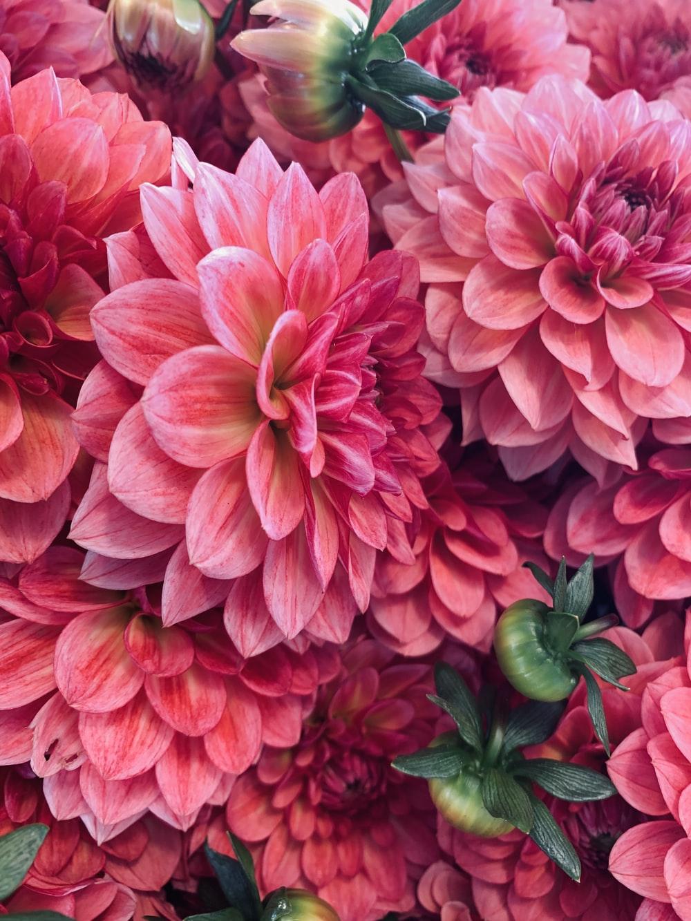 1000x1333 Blossom Picture. Download Free Image