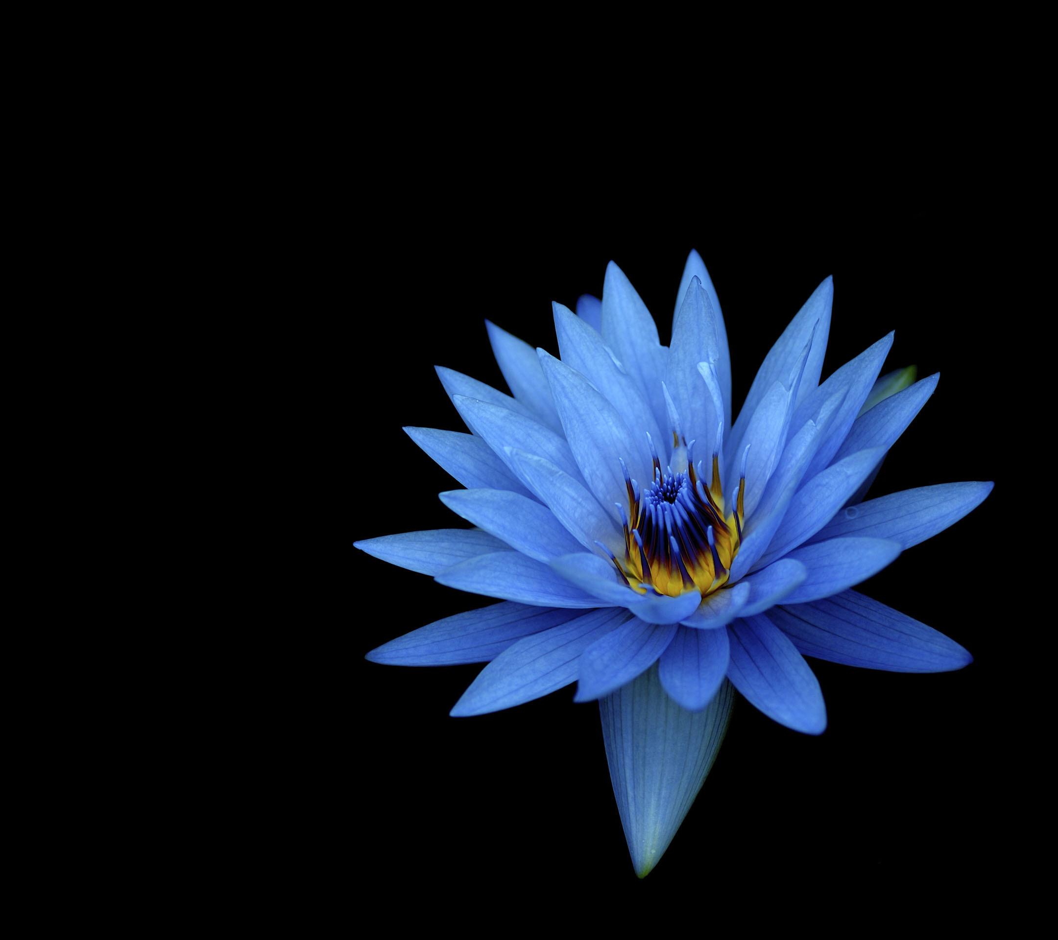 2160x1920 #Blue flowers, #Dahlia flowers, #Dark background Gallery HD Wallpaper