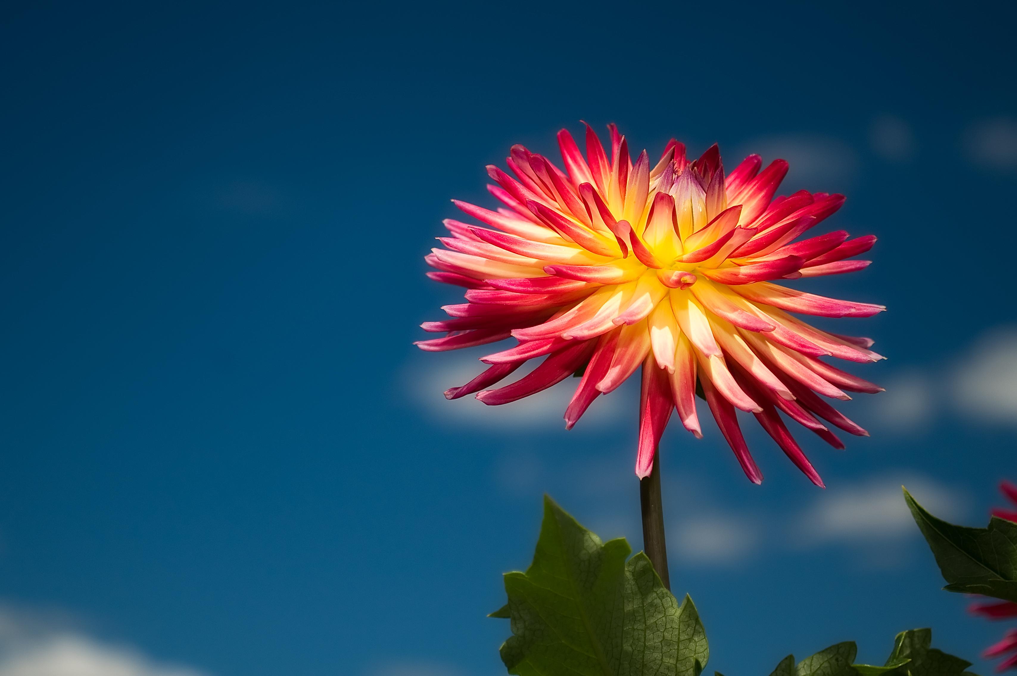 3415x2268 Free download Dahlia wallpaper ForWallpapercom [3415x2268] for your Desktop, Mobile & Tablet. Explore Dahlia Wallpaper. Dahlia Flower Wallpaper, Serena and Lily Dahlia Wallpaper
