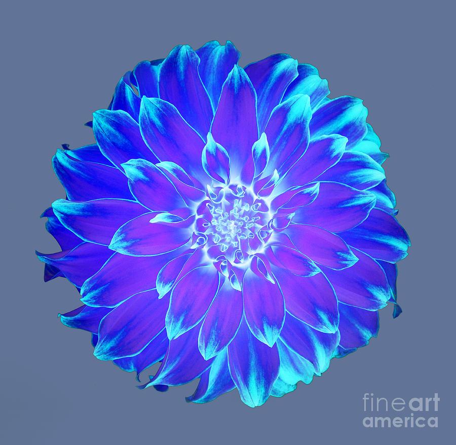 900x877 Vibrant blue and purple dahlia on grey Digital Art
