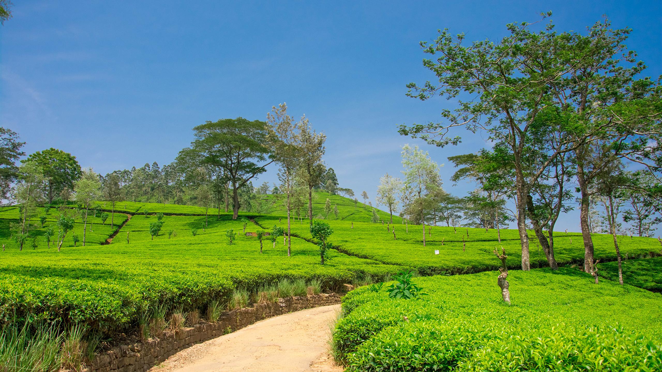 2560x1440 Full HD Nuwara Eliya HD