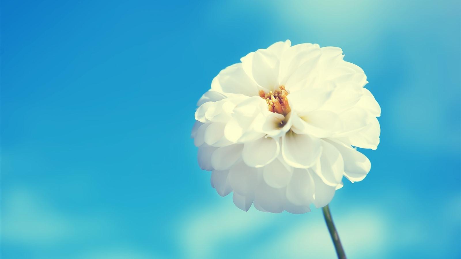 1600x900 Wallpaper White flower, dahlia, blue sky 2560x1600 HD Picture, Image
