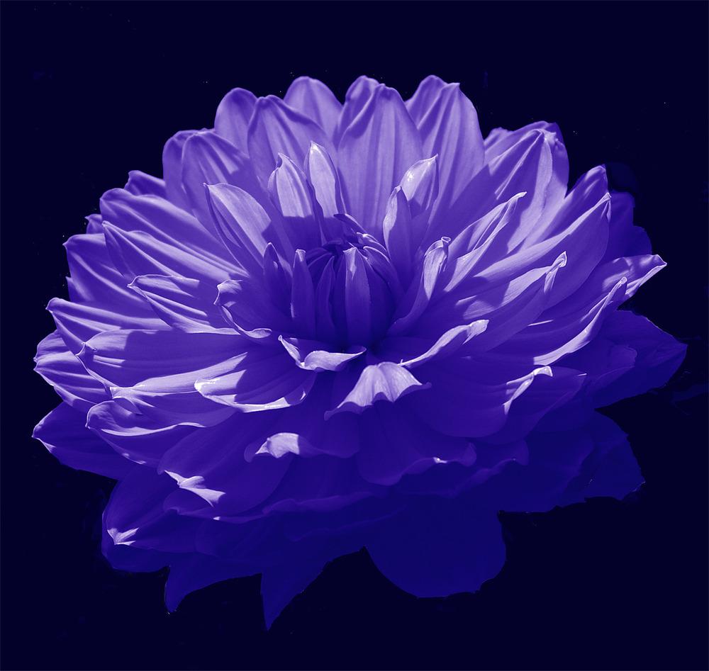 1000x947 Growing Dahlias: cubit: Discussion of Colors, Forms or Varieties forum: Blue Dahlia