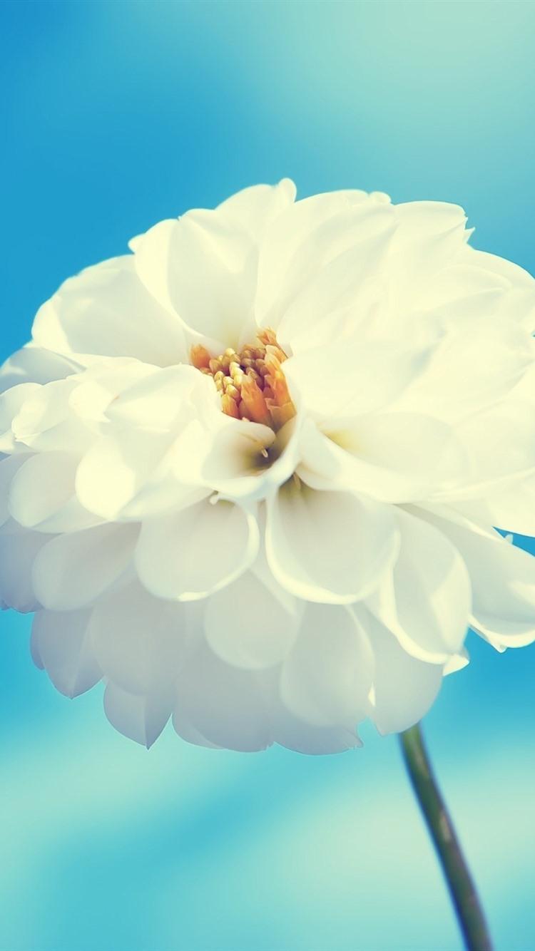 750x1334 White Flower, Dahlia, Blue Sky 750x1334 IPhone 8 7 6 6S Wallpaper, Background, Picture, Image