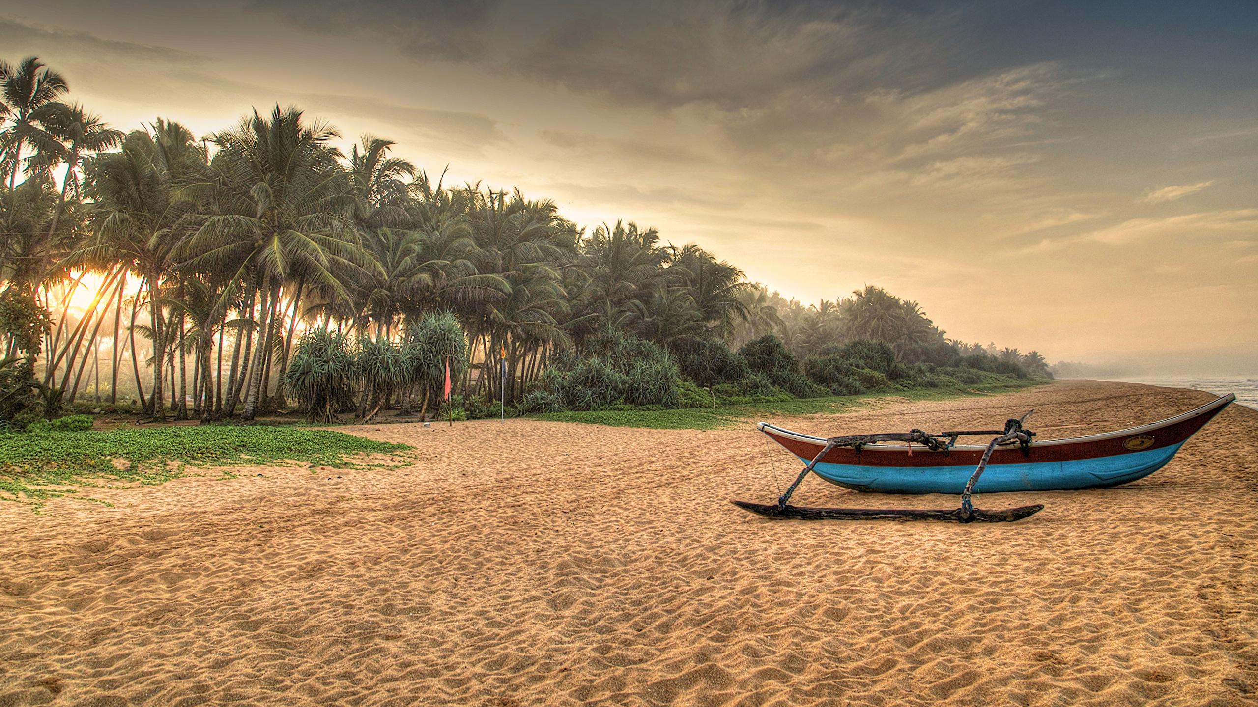 2560x1440 Photos Sri Lanka Induruwa beaches Nature Sand Palms 2560x1440