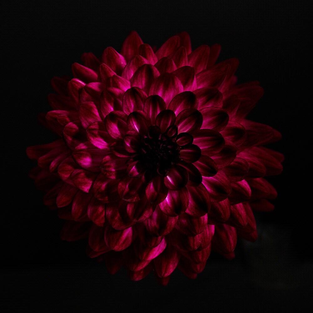 1000x1000 Dahlia Blue Bird flower 200mm square signed limited edition