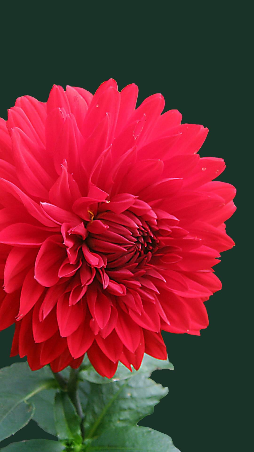 1080x1920 Red Dahlia Flower Wallpaper