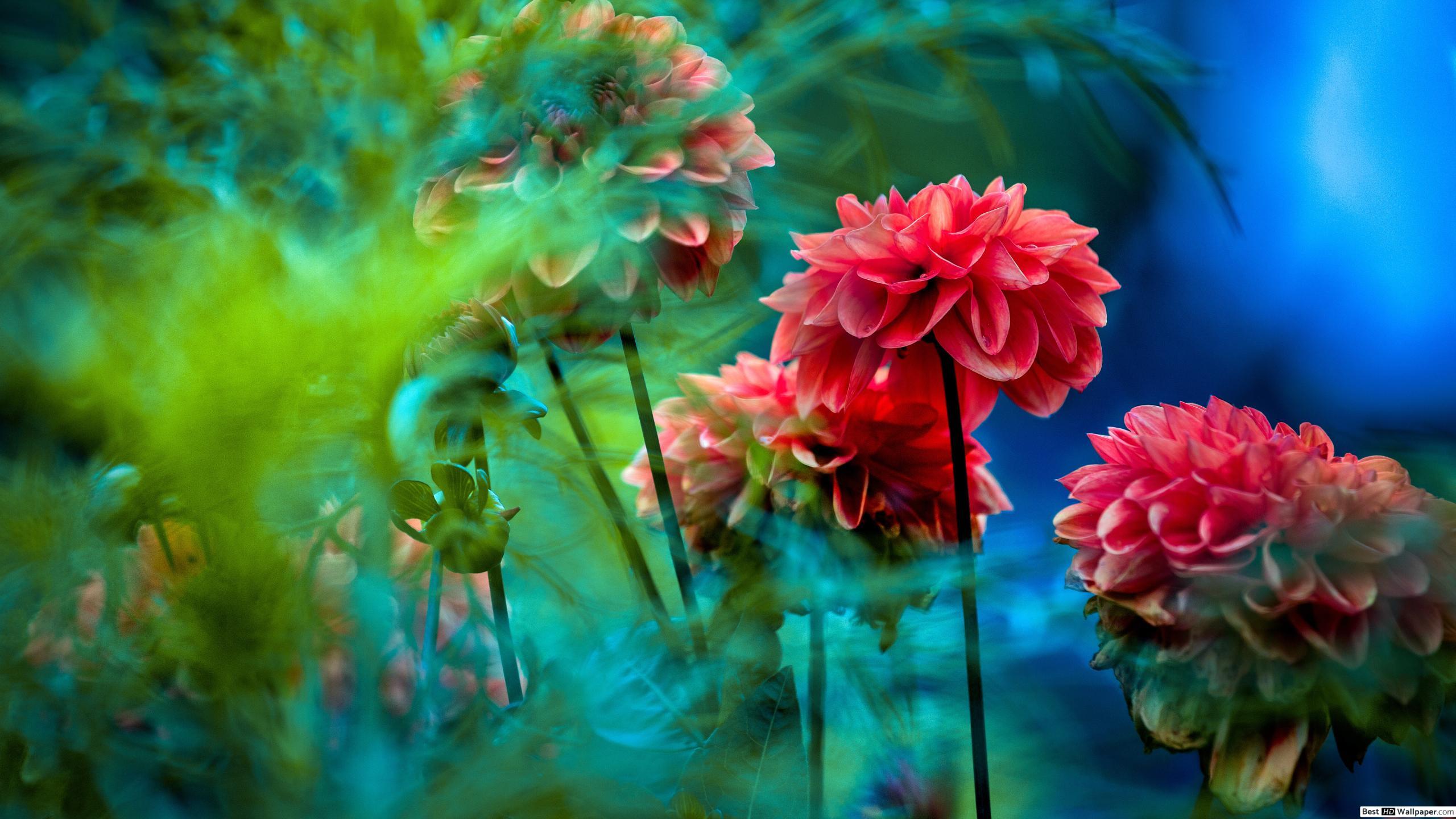 2560x1440 Beautiful Dahlia flower HD wallpaper download