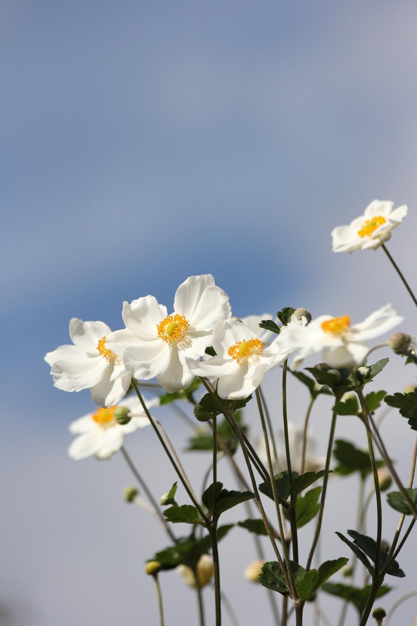 853x1280 Dahlia Flowers White