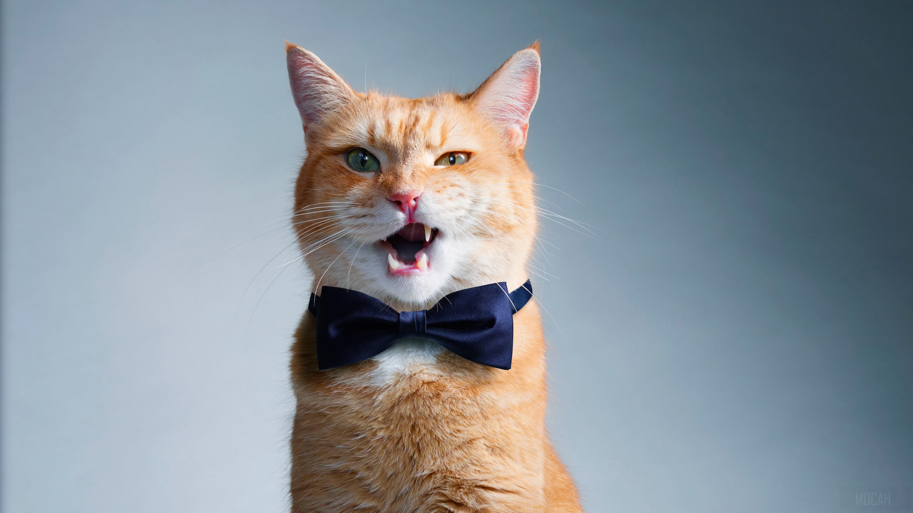 3840x2160 bow tie HD wallpaper, Background