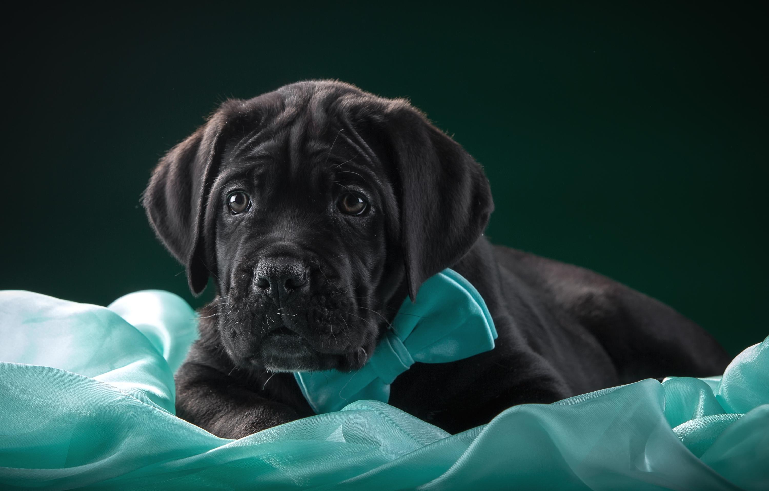 3000x1915 Download 3000x1915 cane corso, italian mastiff, puppy, dog, animals, bow tie Wallpaper