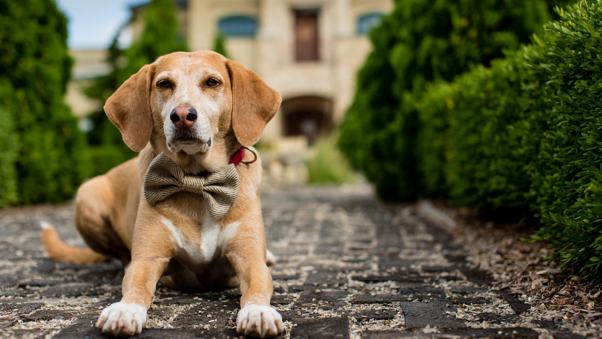 1920x1080 Full HD Wallpaper gentleman bow tie dog, Desktop Background HD 1080p