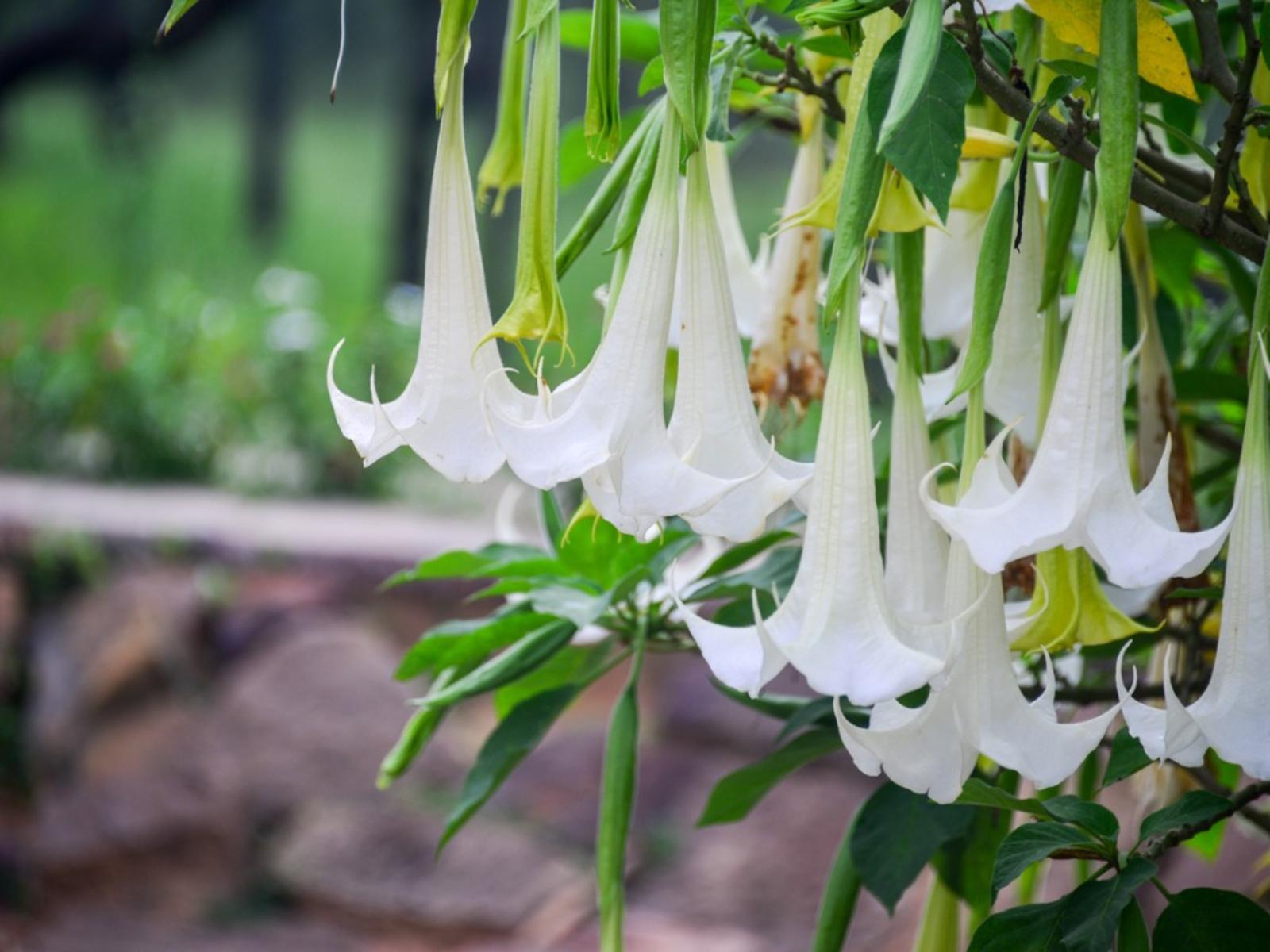 1600x1200 Brugmansia Fertilizer Info And When To Feed Brugmansia Plants
