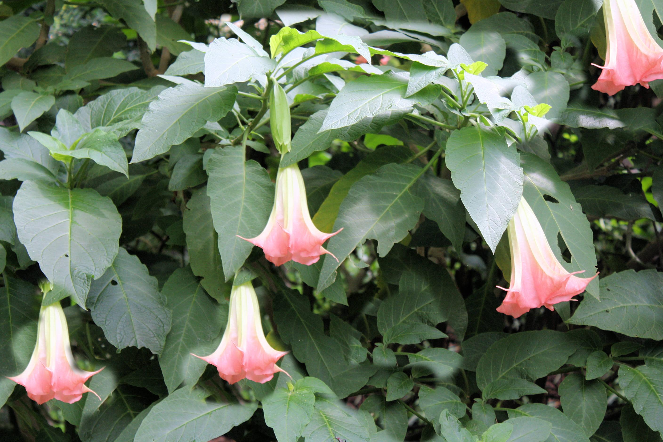 2816x1880 SEED Pack = = Pink Angels Trumpet- 5 Seeds -Tropical Flowers -For Experienced Gardeners =Container Plant or Outdoor Standard- Brugmansia suaveolens = Serendipity Seeds= See
