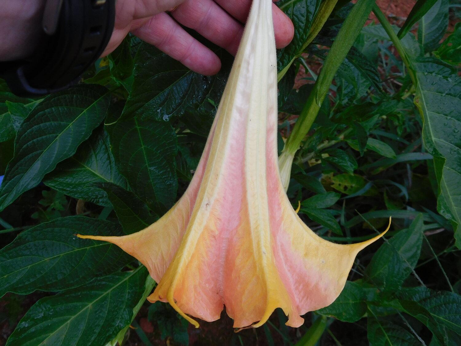 1500x1125 DS Punch Brugmansia Plant