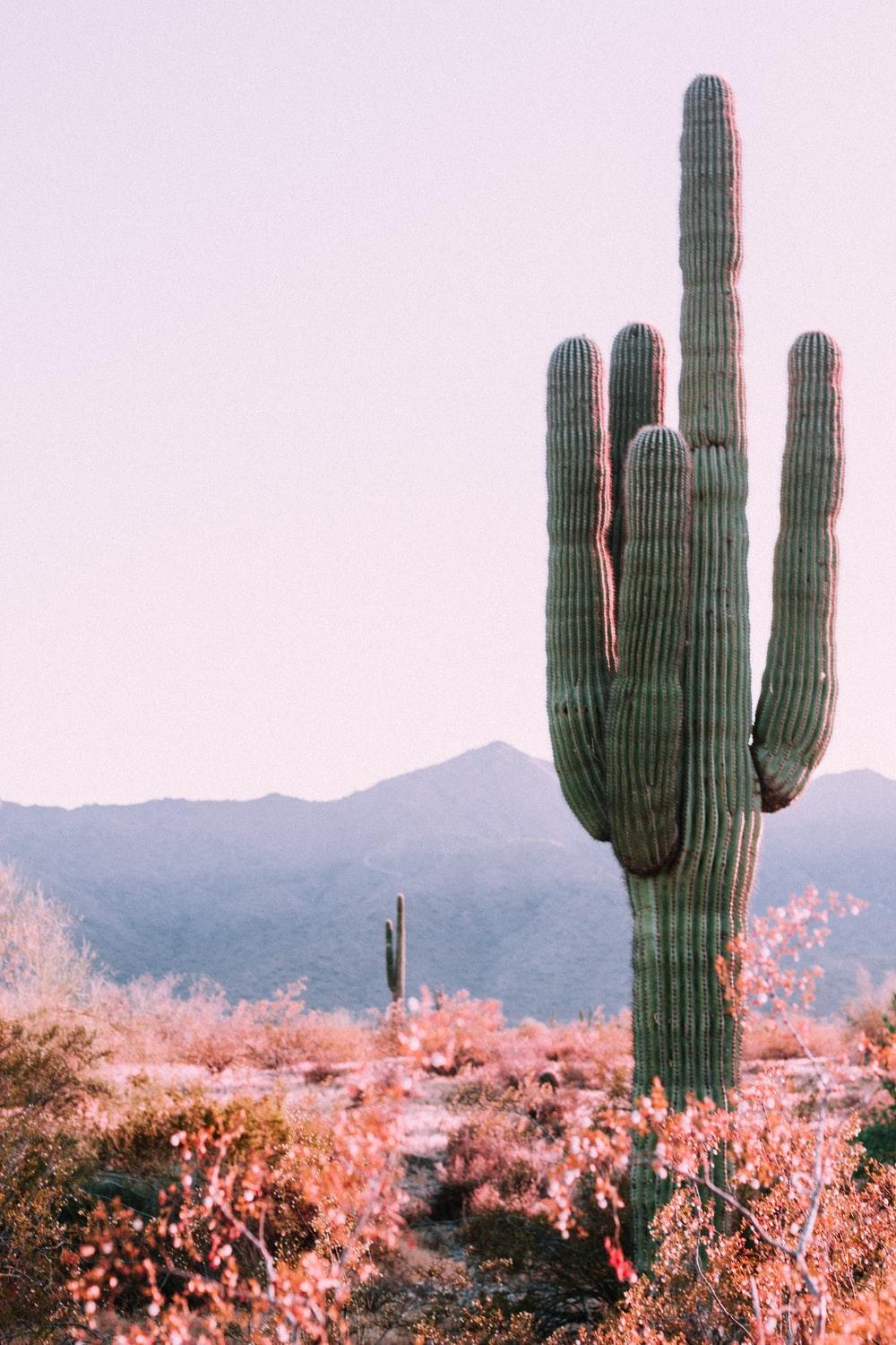 1000x1500 Cactus Jack Picture. Download Free Image