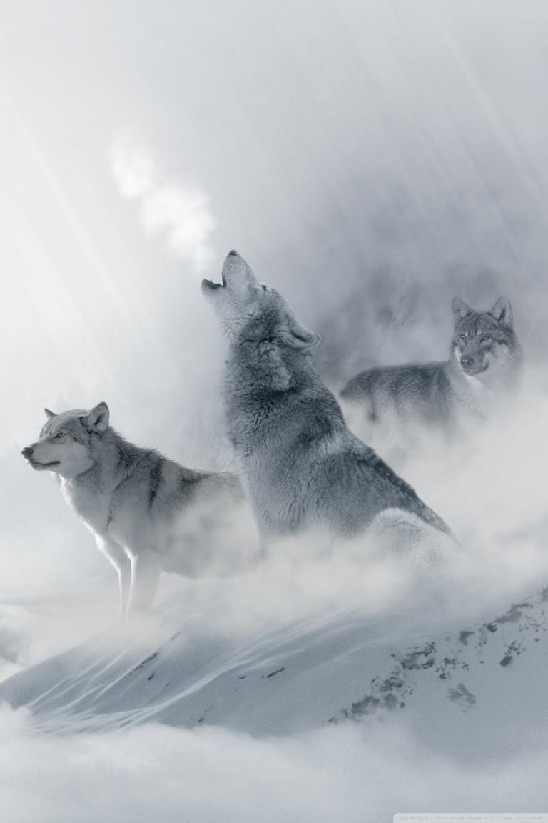 768x1152 Ultra HD Wolf HD Wallpaper iPhone