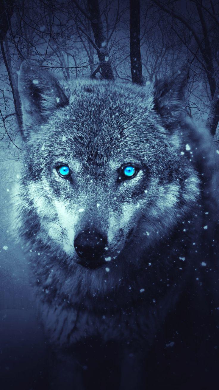 736x1308 Wolf Colorful Mobile HD Wallpaper. Wolf wallpaper, Wolf with blue eyes, HD wallpaper