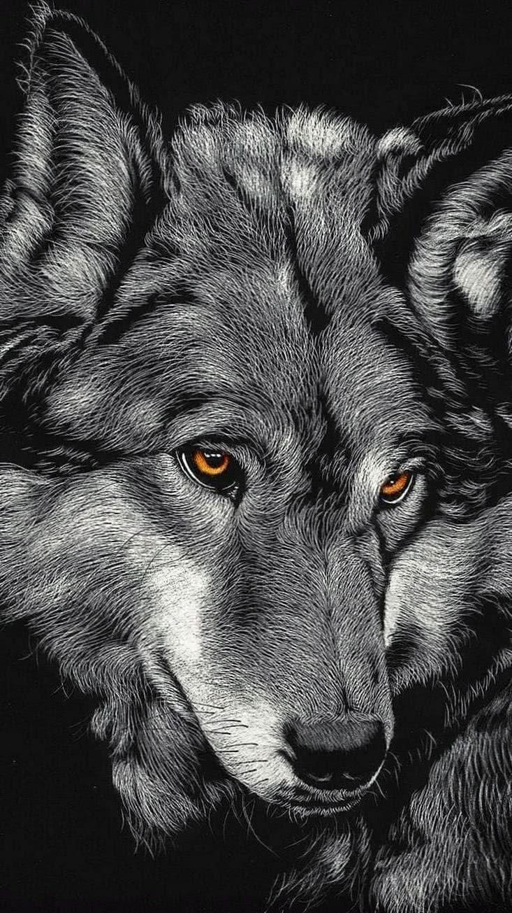 733x1305 Angry Wolf Wallpaper 4K IPhone Wallpaper.pro