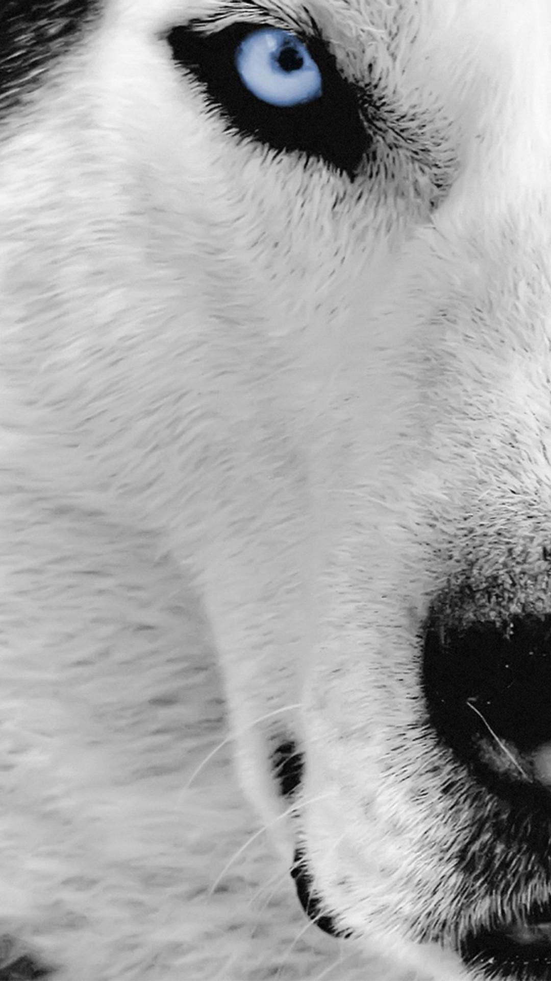1080x1920 Wolf Wallpaper for iPhone