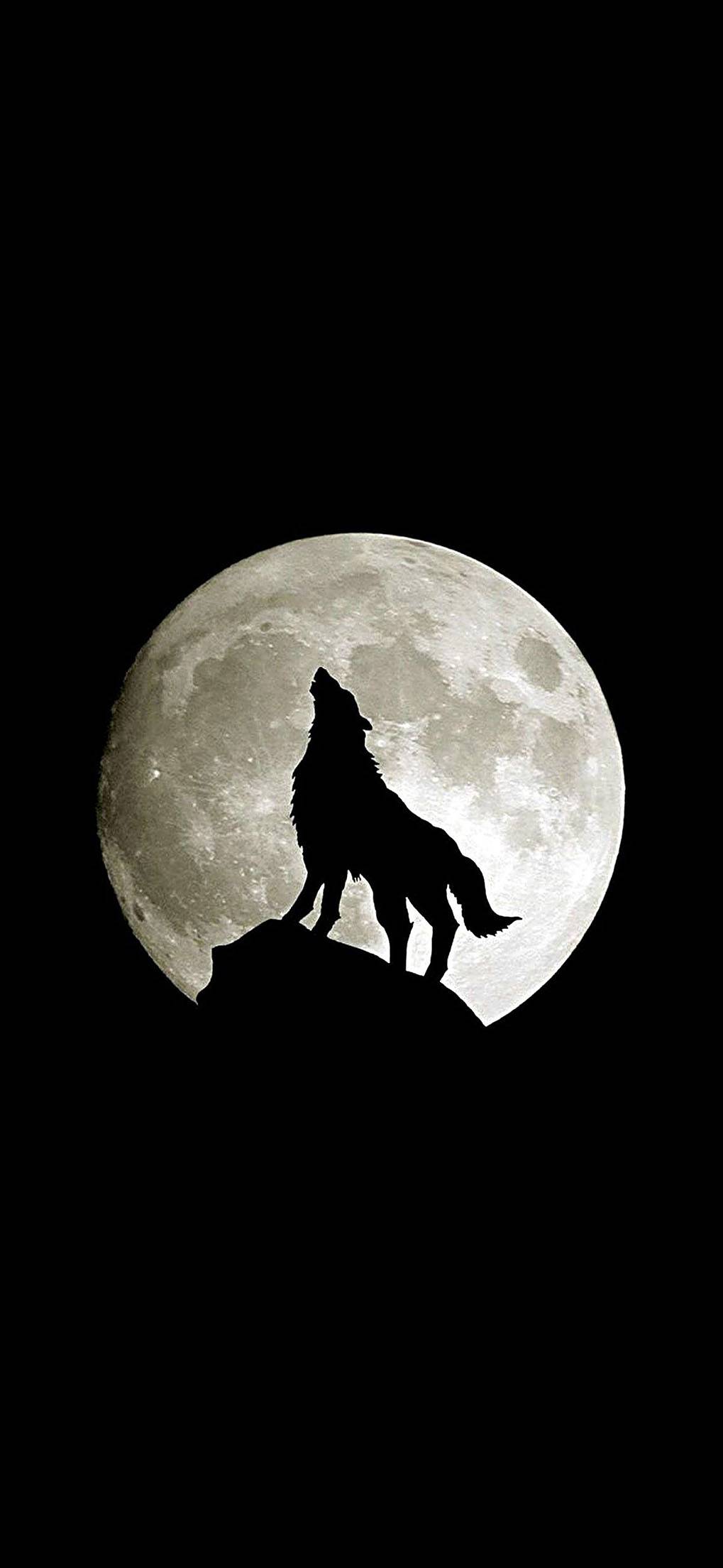1019x2208 Wolf 4k Wallpaper Best Wolf Wallpaper Download