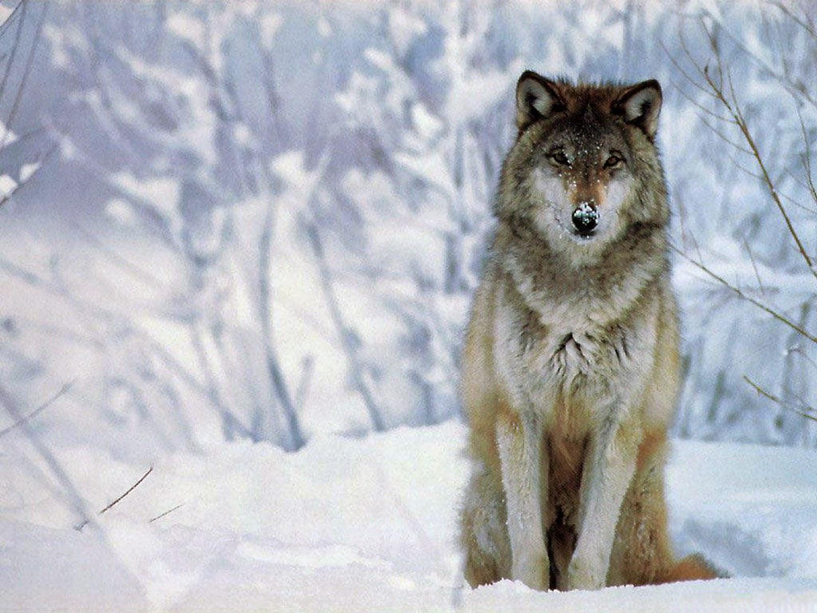 1600x1200 wallpaper: Wolf Wallpaper