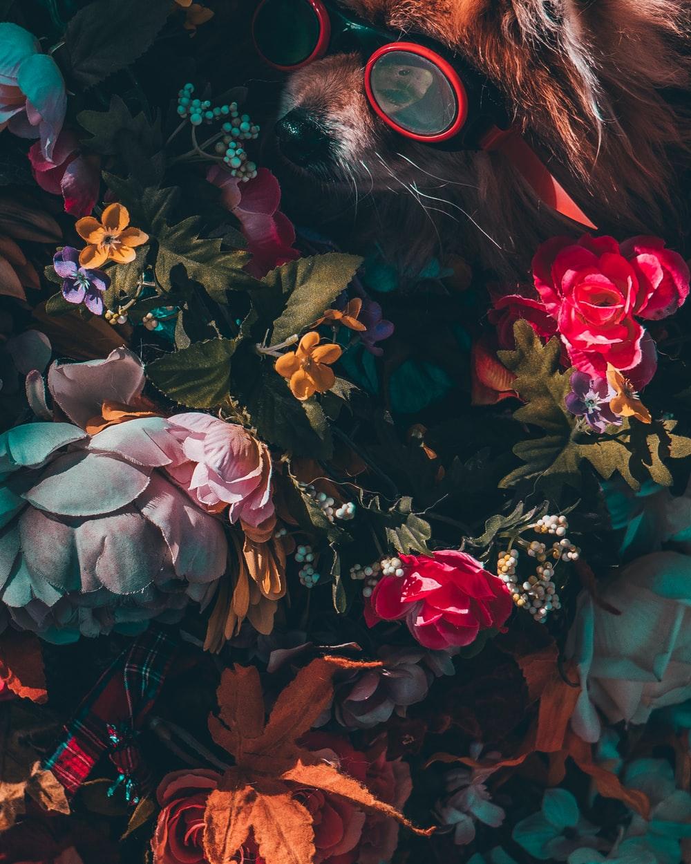 1000x1250 black and white cat surrounded by pink flowers photo