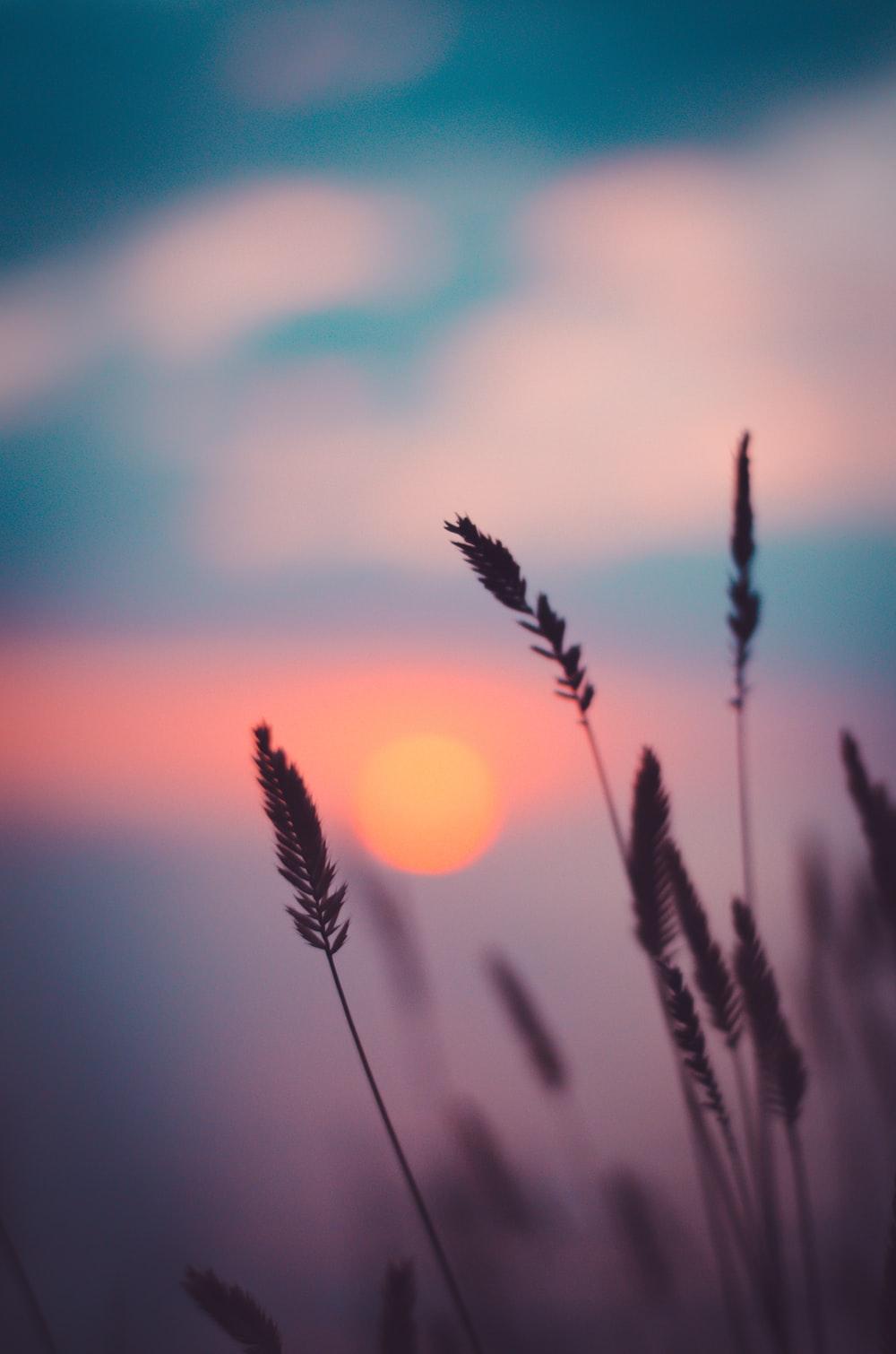 1000x1510 Sunset Image [Stunning!]. Download Free Image
