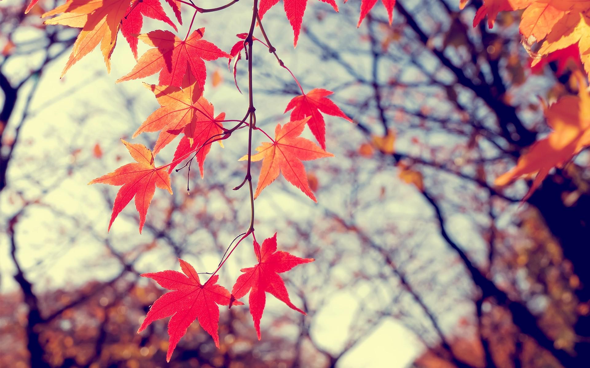 Winter Leaves Wallpapers - Top Free Winter Leaves Backgrounds ...