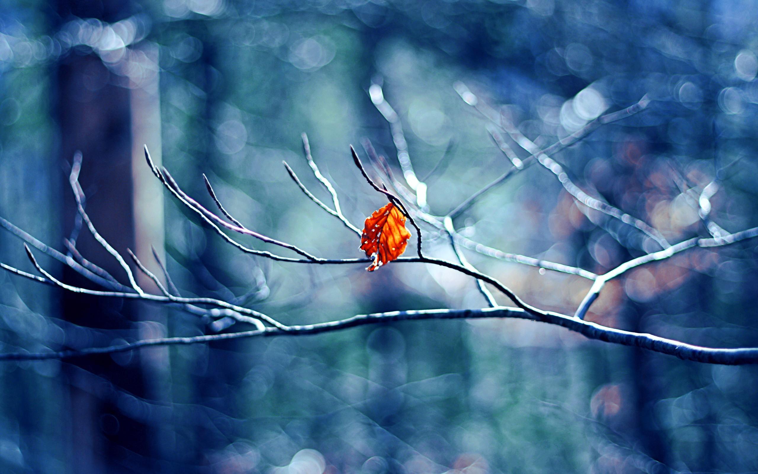 2560x1600 Winter Tree Leaf, HD Nature, 4k Wallpaper, Image, Background, Photo and Picture