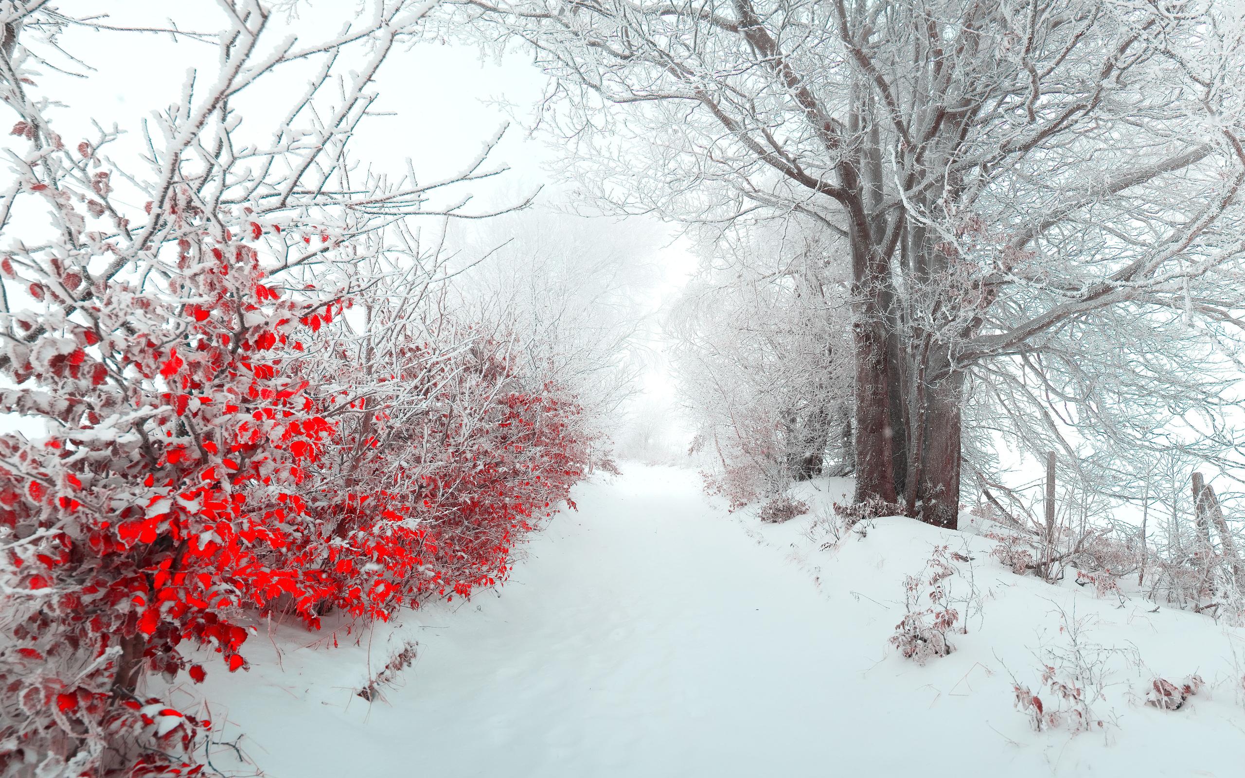 2560x1600 Red leaves Nature tree beauty beautiful winter landscape snow wallpaperx1600