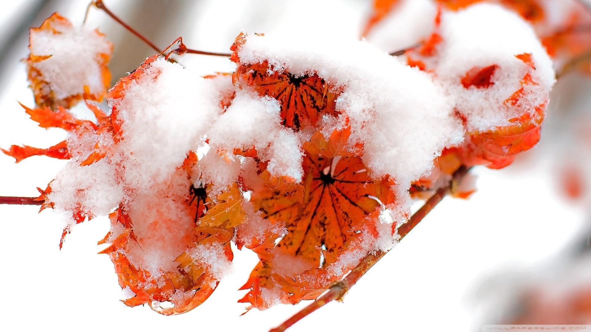 1920x1080 Orange Leaves, Winter Ultra HD Desktop Background Wallpaper for 4K UHD TV : Tablet