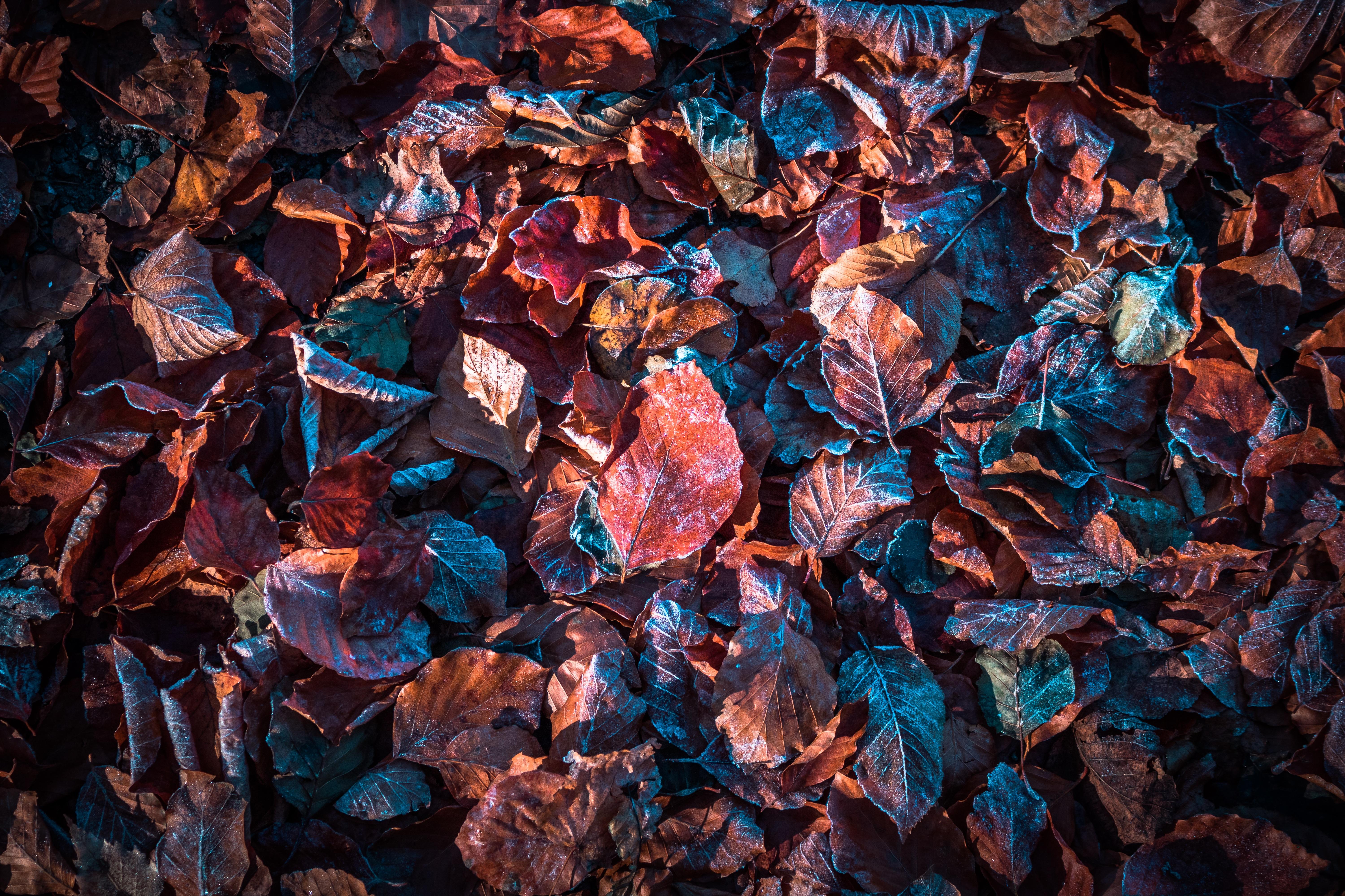 6000x4000 Autumn leaves Wallpaper 4K, Purple, Snow, Frost, Winter, Daytime, Nature